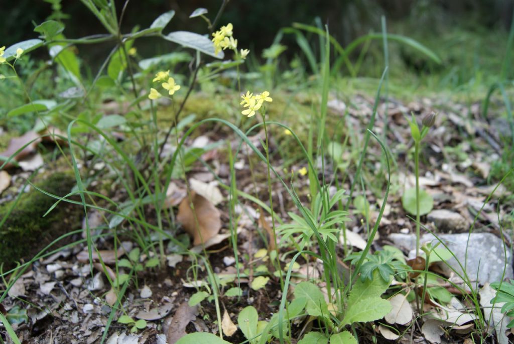 fiorellini gialli - cfr. Biscutella didyma